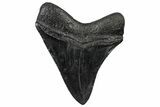 Fossil Megalodon Tooth - South Carolina #301811-1